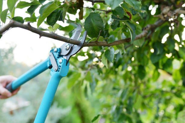 Best Affordable Tree Service  in Lexington, TN